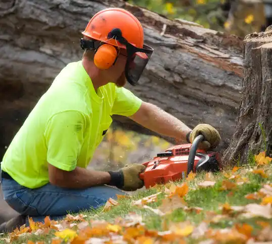 tree services Many